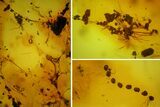 Fossil Fly, Coprolites, and Spider Webs in Baltic Amber #207518-1